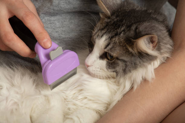 istock woman grooming her domestic cat 1283171243