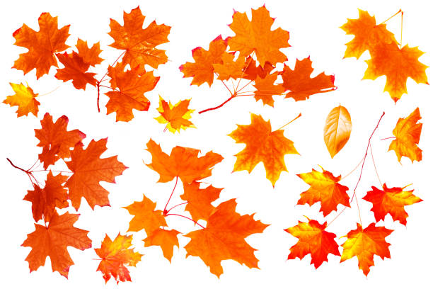 istock bright colorful leaves. Indian summer. foliage. 1283171349