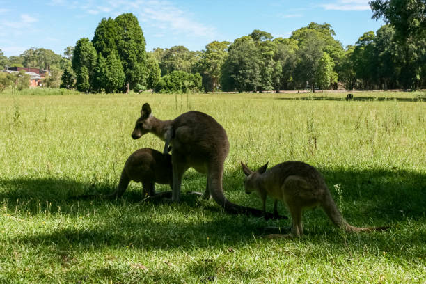 Wild Kangaroos at Morisset Picnic Area, Newcastle, New South Wales, Australia stock photo