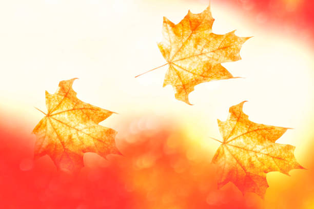 istock bright colorful leaves. Indian summer. foliage. 1283171457