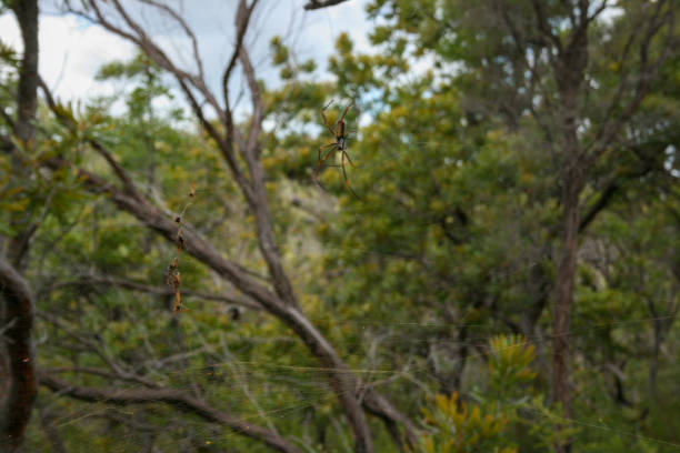 golden orb spider and web auf fraser island, queensland, australien - 4wd 4x4 convoy australia stock-fotos und bilder