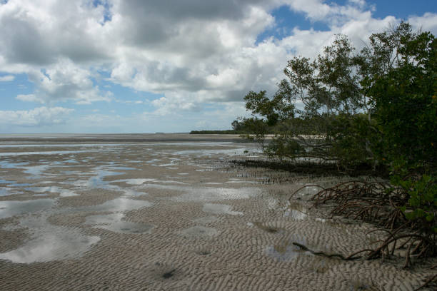 praia da costa leste com manguezais em fraser island, queensland, austrália - 4wd 4x4 convoy australia - fotografias e filmes do acervo