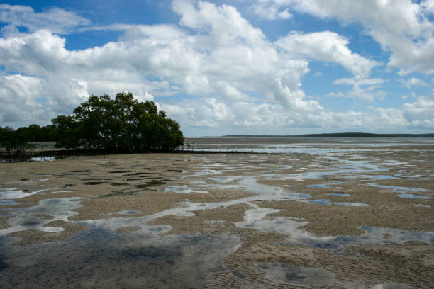 praia da costa leste com manguezais em fraser island, queensland, austrália - 4wd 4x4 convoy australia - fotografias e filmes do acervo