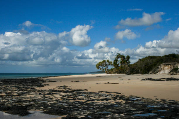 ostküstenstrand mit mangroven auf fraser island, queensland, australien - 4wd 4x4 convoy australia stock-fotos und bilder