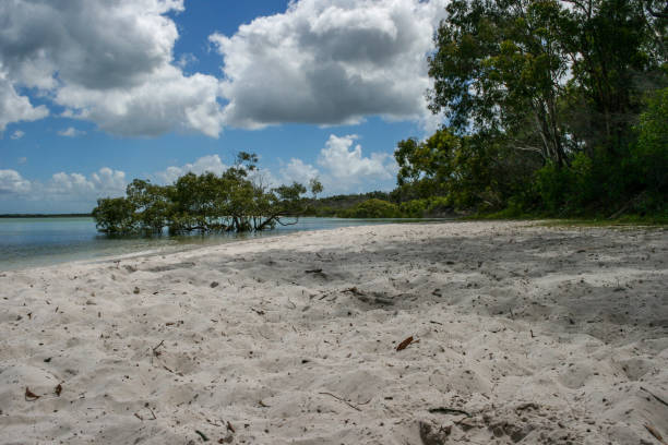 ostküstenstrand mit mangroven auf fraser island, queensland, australien - 4wd 4x4 convoy australia stock-fotos und bilder