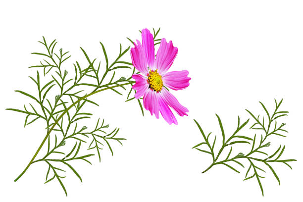 Close-up of a flowering cosmos in the height of summer