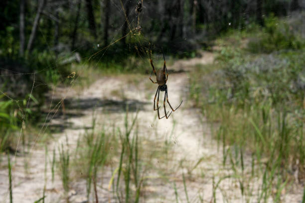 golden orb spider and web auf fraser island, queensland, australien - 4wd 4x4 convoy australia stock-fotos und bilder