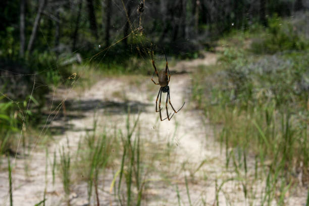 golden orb spider and web na wyspie fraser, queensland, australia - orb web spider zdjęcia i obrazy z banku zdjęć