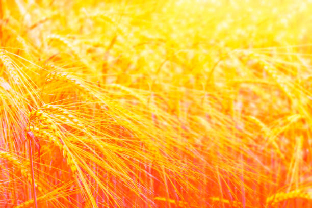 istock field. spikelets of wheat on a background summer landscape 1283171640