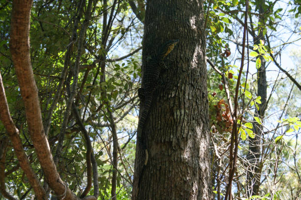 monitor lizard climbing a tree on fraser island, queensland, australia - 4wd 4x4 convoy australia imagens e fotografias de stock