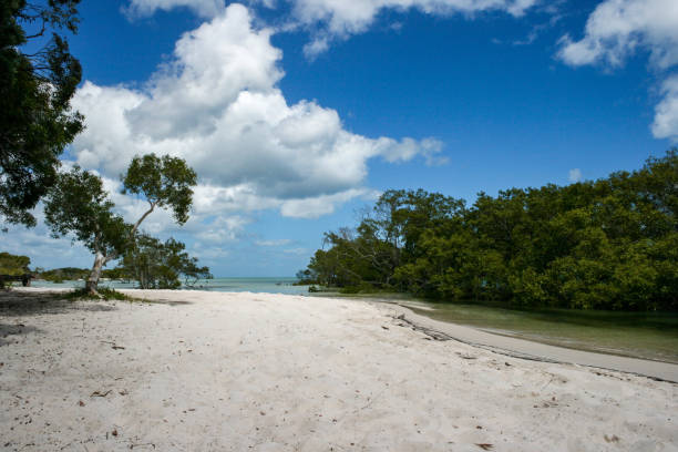 ostküstenstrand mit mangroven auf fraser island, queensland, australien - 4wd 4x4 convoy australia stock-fotos und bilder