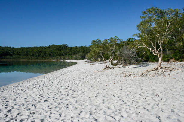 lake mckenzie, fraser island, queensland, australia, biggest sand island in the world - 4wd 4x4 convoy australia imagens e fotografias de stock