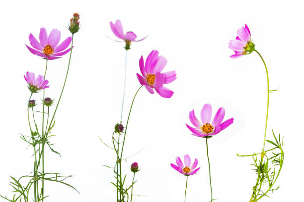 istock cosmos flowers isolated on white background. 1283171770