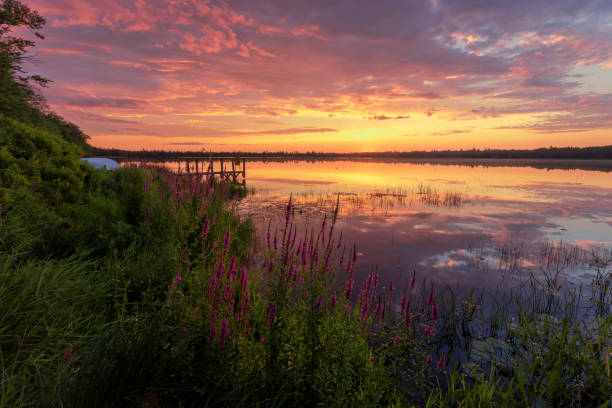 Marl Lake Purple Loosestrife Sunrise, Roscommon, Michigan