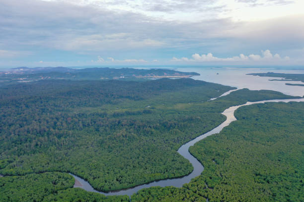 istock Aerial view of mangrove forest. 1283174088