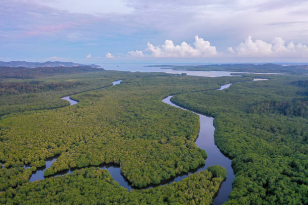 istock Aerial view of mangrove forest. 1283174165