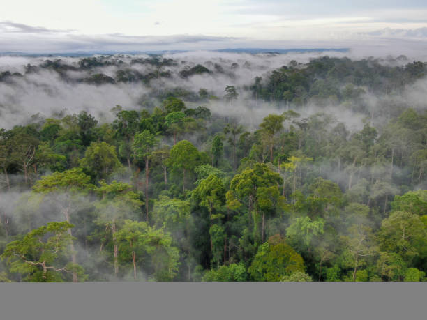 istock Aerial view of mangrove forest. 1283174170