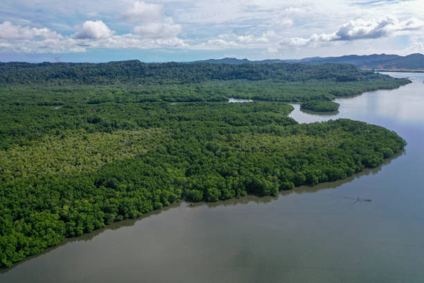 istock Aerial view of mangrove forest. 1283174679