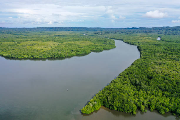 istock Aerial view of mangrove forest. 1283174681