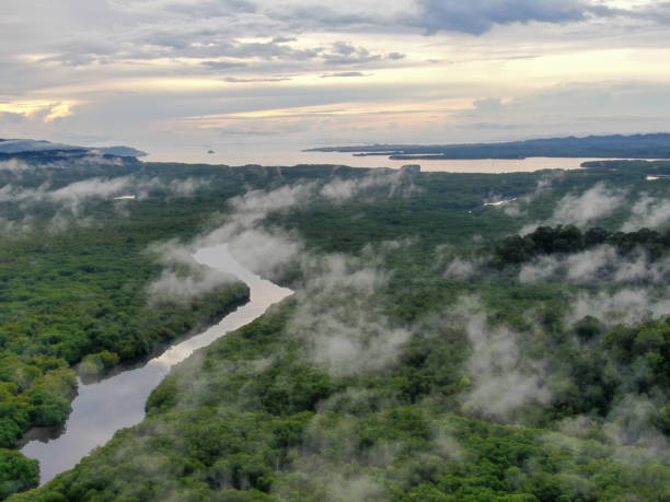 istock Aerial view of mangrove forest. 1283174732