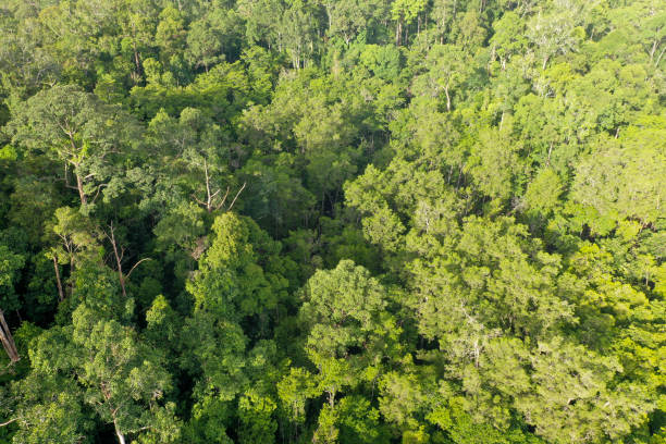 istock Aerial view of mangrove forest. 1283174756