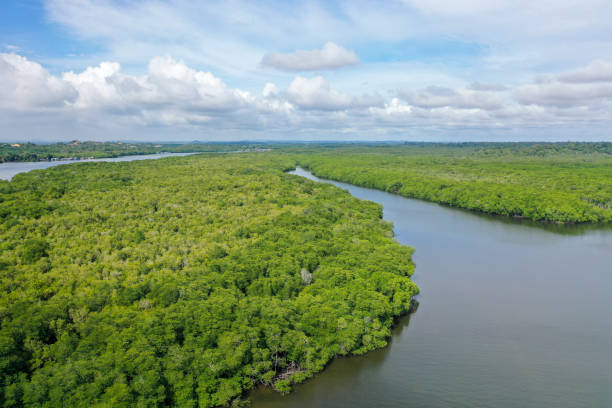 istock Aerial view of mangrove forest. 1283174757
