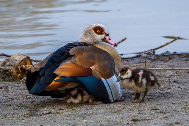 istock Egyptian goose with chicks under its  wings 1283175283