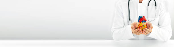 istock Cardiologist with stethoscope holding a model heart in his hands. Web banner, medical support for human cardiac health. Heart attacks and medical treatment 1283176145