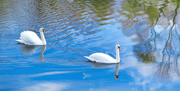 A swan and some geese swimming in the water.