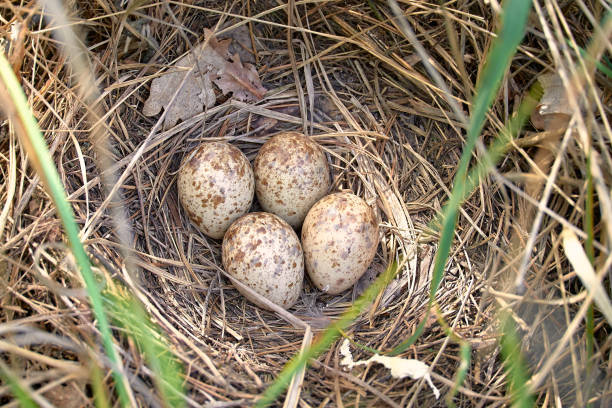 Kilómetros Conejo Máquina de recepción Spotted Eggs Of A Gallinago Media Bird In The Nest The Nest Is Made Of Dry  Grass On The Ground Stock Photo - Download Image Now - iStock