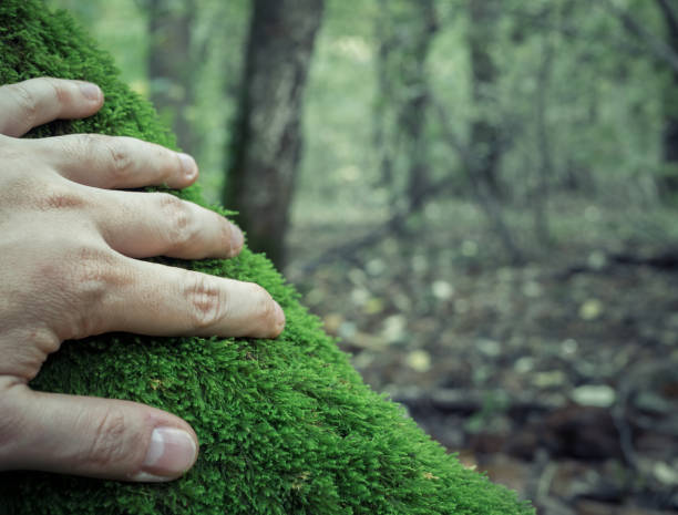istock A man's hand touching the green moss in the forest. 1283178553