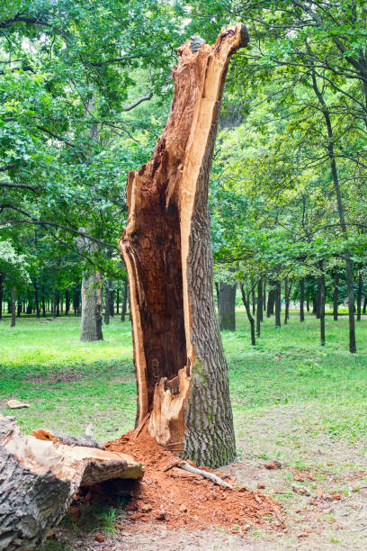 istock Storm damage. Fallen tree in the park after a storm 1283179382