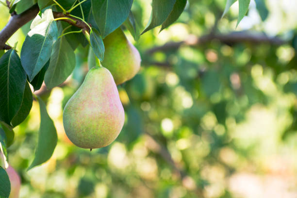 istock Fresh juicy pear on pear tree branch 1283180020
