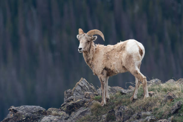 istock Colorado Rocky Mountain Bighorn Sheep 1283180993