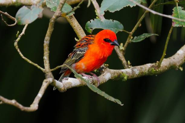 istock Red Fody bird from Mauritius perching on natural habitat 1283181123