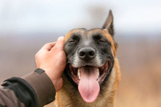 男の手が犬をなでる - animal hand ストックフォトと画像