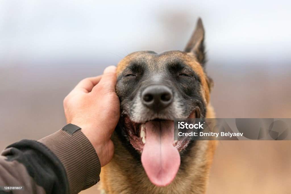 Man's hand is stroking a dog A man's hand is stroking a dog. Love for pets and friendship concept. Close up dog portrait. Dog Stock Photo