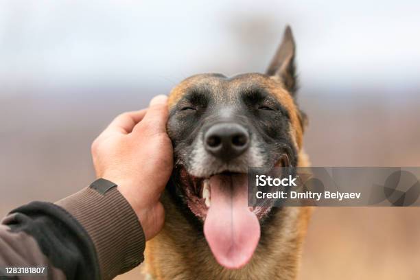 Mans Hand Is Stroking A Dog Stock Photo - Download Image Now - Dog, Stroking, Pets
