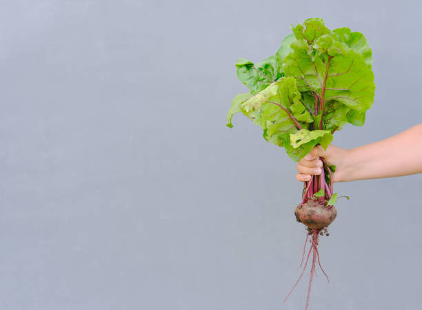 istock human hand holding unwashed beetroot. fresh harvested beetroot for vegetarian meal. vegetables for gut health. growing beetroot in a garden. 1283181925