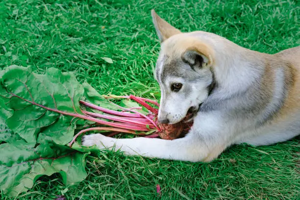 cute dog gnaws a beetroot on a grass. dog food and pet health concept.