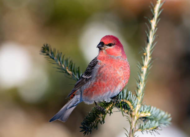 istock Pine grosbeak in winter, male perching 1283182303