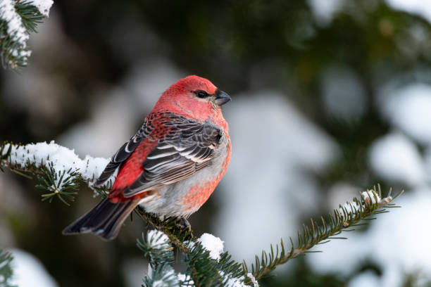 pinheiro grosbeak no inverno, empoleiramento masculino - pintarroxo de bico grosso - fotografias e filmes do acervo