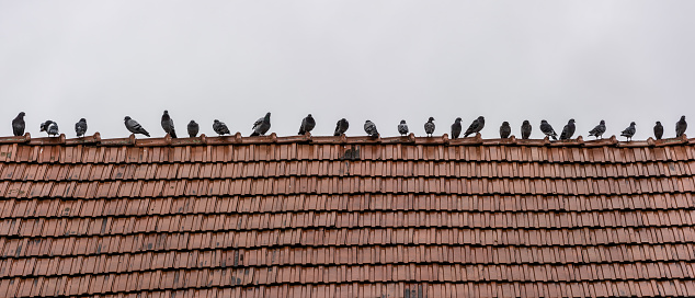 Doves sitting in a row on old red tile roof after rain.