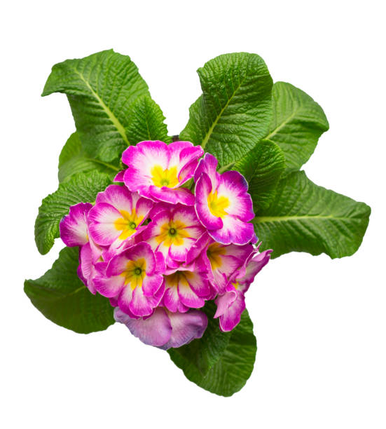 istock Primulas isolated on white background. spring flowers primrose 1283184916