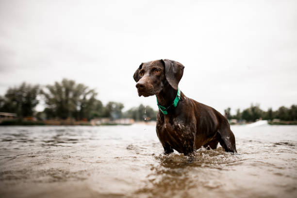 istock view of shorthaired pointer dog stands in river water 1283186357