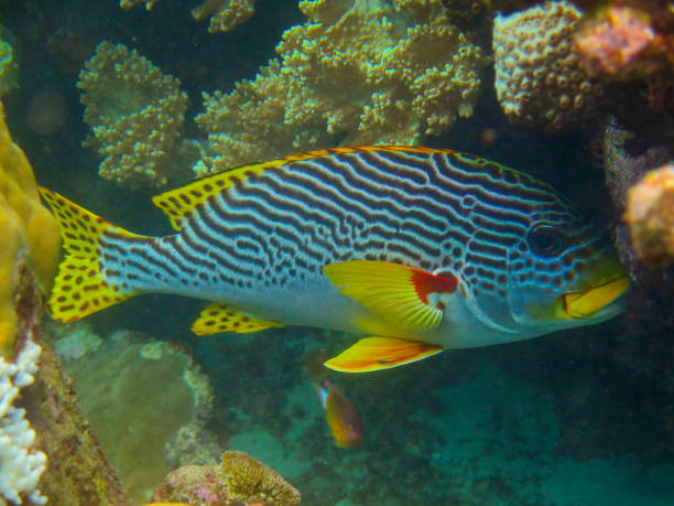 Great Barrier Reef, Outer Reef, Cairns, Queensland, Australia