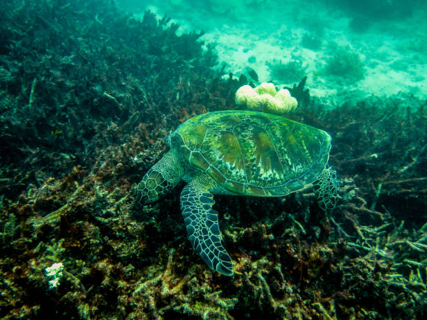 istock Great Barrier Reef, Outer Reef, Cairns, Queensland, Australia 1283188817