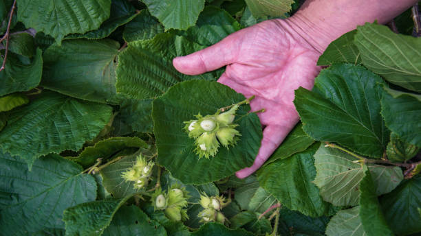 istock The hazel ,Corylus avellana 1283190105