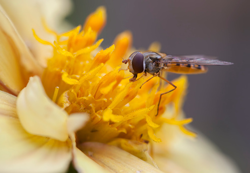 Marmalade Hoverfly feeding on nectar and pollen from a yellow Dahlia flower.