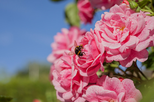 Bumble Bee on a Climbing Rose in Summer.The cultivar of climbing rose is Rosa 'Camelot'.